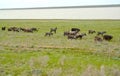 The herd of goats is grazed on the river bank Manych in the spring steppe. Kalmykia