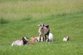 A Herd of Goats Grazes