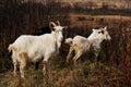 A herd of goats grazes in the meadow against the backdrop of the autumn landscape. Agriculture, farming, livestock Royalty Free Stock Photo