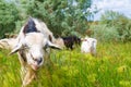 A herd of goats grazes on the meadow Royalty Free Stock Photo