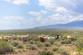 Herd of goats grazing Royalty Free Stock Photo