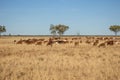 A herd of goats grazing in dry grass land Royalty Free Stock Photo