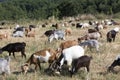 Herd of goats grazing in a meadow