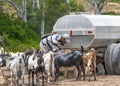 Herd of goats grazing on a pasture in the mountains. Male shepherd gives water to a herd of goats