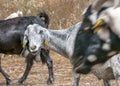 Herd of goats grazing on a pasture. Young goat is walking and lookimg into camera