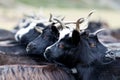 Herd of goats Royalty Free Stock Photo