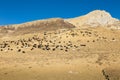 Herd of goats on the hillside Royalty Free Stock Photo