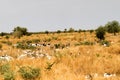 Herd of goats, Mali Royalty Free Stock Photo