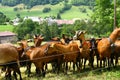 A herd of goats