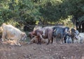 Herd of goats Royalty Free Stock Photo