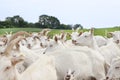 Herd of goats on pasture