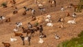 Herd of goats resting on the hillside Royalty Free Stock Photo