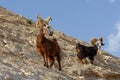 Herd of goats on rocky hillside in the desert