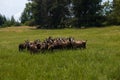 A herd of goats runs away into the distance against the backdrop of tp of the forest. Behavioral factor of animals at the sight of Royalty Free Stock Photo