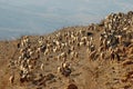 A herd of goats in rural countryside