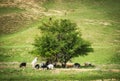 herd of goats and sheep graze in the shade of a tree in the spring mountains, a goat eats leaves from a tree