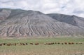 Herd of goats and sheep grazing in pasture in Mongolia Royalty Free Stock Photo