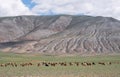 Herd of goats and sheep grazing in pasture in Mongolia Royalty Free Stock Photo