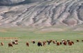 Herd of goats and sheep grazing in pasture in Mongolia Royalty Free Stock Photo