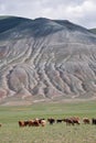 Herd of goats and sheep grazing in pasture in Mongolia Royalty Free Stock Photo