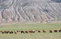 Herd of goats and sheep grazing in pasture in Mongolia Royalty Free Stock Photo