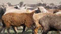 A herd of goats and sheep are running across the field, raising dust. Wool and down of pets. Cattle breeding Royalty Free Stock Photo