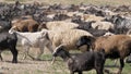 A herd of goats and sheep are running across the field, raising dust. Wool and down of pets. Cattle breeding Royalty Free Stock Photo