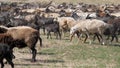 A herd of goats and sheep are running across the field, raising dust. Wool and down of pets. Cattle breeding Royalty Free Stock Photo