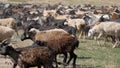 A herd of goats and sheep are running across the field, raising dust. Wool and down of pets. Cattle breeding Royalty Free Stock Photo