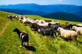 Herd of goats and sheeps Royalty Free Stock Photo