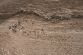 Herd of Goats with Shepherd in Jordan Royalty Free Stock Photo