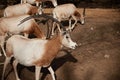 Herd of Goats Standing on Dirt Field in Zoo