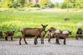 Herd of goats standing and staring at the camera in a field full of green grass, in summer, in Ruma, Voivodina Royalty Free Stock Photo