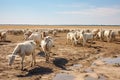 a herd of goats under the hot sun, grazing on dry, cracked ground. Drought. Global warming Royalty Free Stock Photo