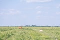 Herd of goats walking and jumping in the middle of a pasture field full of green grass, in summer, in Alibunar, Voivodina