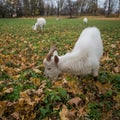 A herd of goats Zaanen breed grazing in the meadow dotted with y