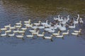 white gooses swim in river Royalty Free Stock Photo