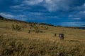 herd of gray brown red horses graze on yellow grass field among trees in light of sunset, clouds. Baikal lake Royalty Free Stock Photo