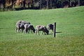 Herd gray sheep Royalty Free Stock Photo