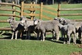 Herd gray sheep