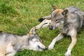 Herd of gray wolves resting in the green grass. herd, Royalty Free Stock Photo