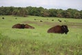 Herd of Grazing Bison Royalty Free Stock Photo
