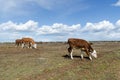 Herd with grazing cattle at a great plain grassland