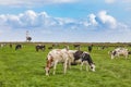 A herd of grazing cows in front of the lighthouse in Marken. Royalty Free Stock Photo