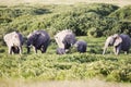 Herd of grazing elephants at Amboseli National Park in Kenya, Africa Royalty Free Stock Photo