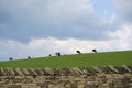 Herd of grazing Holstein Friesian cattle, cows often bred for dairy Royalty Free Stock Photo