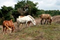 A herd of grazing horses