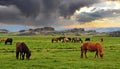 Herd grazing icelandic horses grazing on green lush highlands pasture, dark storm clouds announcing upcomming thunderstorm - Royalty Free Stock Photo
