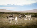 Herd of grazing reindeer, Sweden Royalty Free Stock Photo