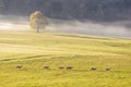 A herd of grazing sheep on a meadow Royalty Free Stock Photo